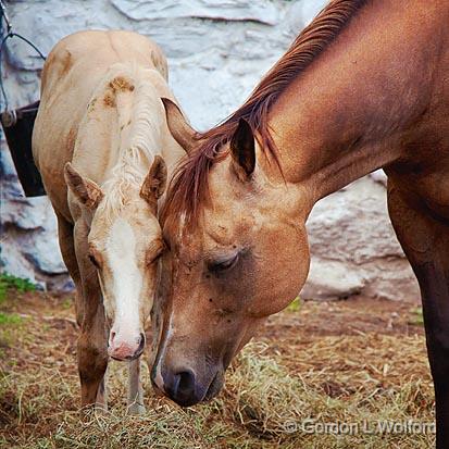 Colt & Mare_04124.jpg - Photographed near Orillia, Ontario, Canada.